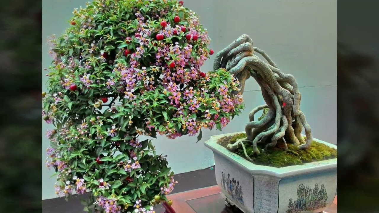 Cây hồng ngọc mai bonsai đang có hoa