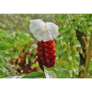 Củ cát lòi phơi khô 1 ký
