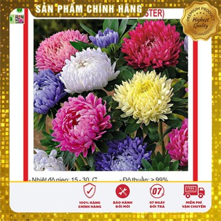 Hạt giống hoa Cúc Đài Loan 50 Hạt [Bán Sỉ]