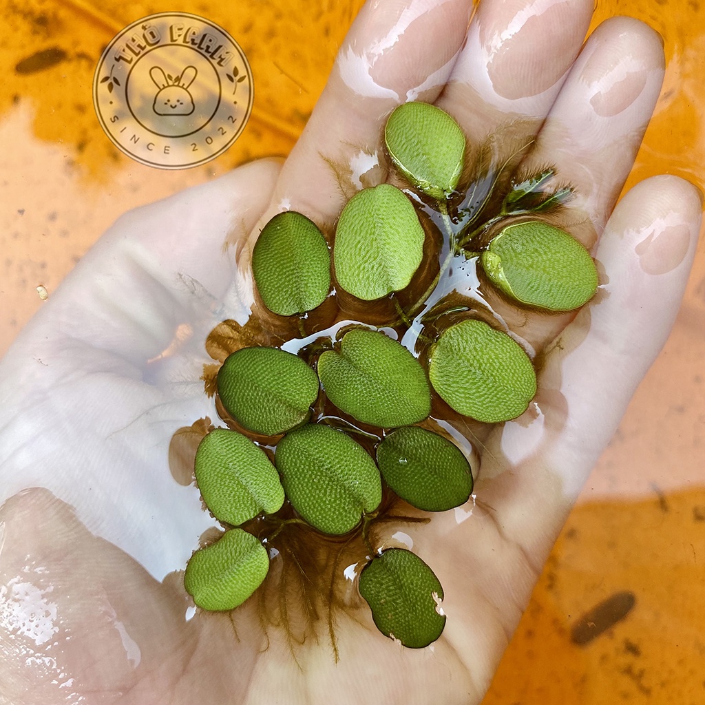 Bèo tai chuột  trang trí và lọc nước bể thủy sinh cá cảnh