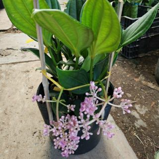 Cây hòn ngọc viễn Đông