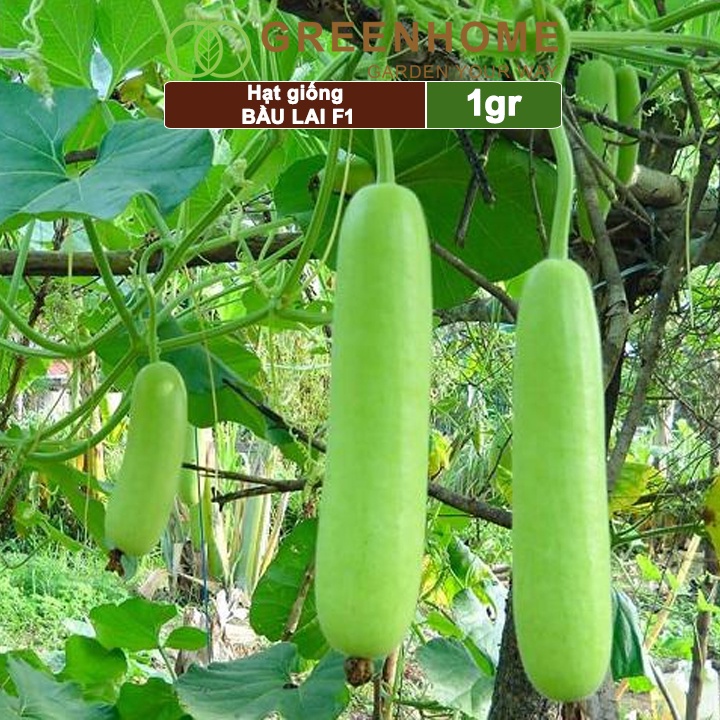Hạt giống Bầu lai F1, gói 1g, dễ trồng, sai trái T10 |Greenhome