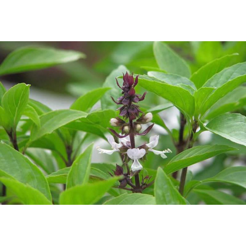 Hạt giống rau húng quế  chất lượng cao Trang Nông 10gr