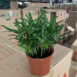 Cây Tùng La Hán để bàn xum xuê cao 15cm, cây phong thủy trồng nội thất tượng trung cho sức mạnh, ý chí không khuất phục