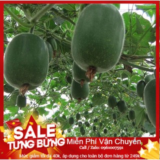 Hạt Giống Bí Xanh Đài Loan - 10 Hạt