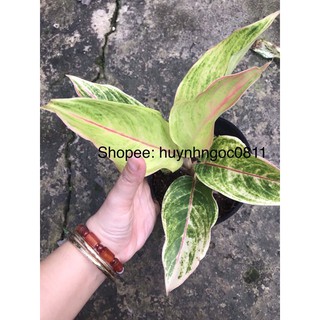 Cây phú quý VÀNG