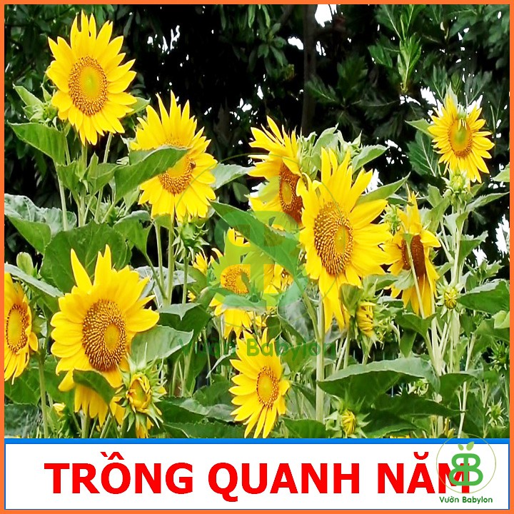 Hạt Giống Hoa Hướng Dương Cao, Siêu Bông, Nhụy Vàng 1G