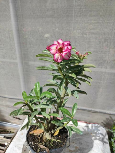 30 hạt sứ thái nhập khẩu . Có hướng dẫn cách trồng