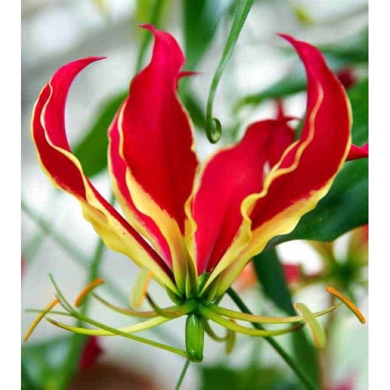 Củ giống lily lửa - Gloriosa superba