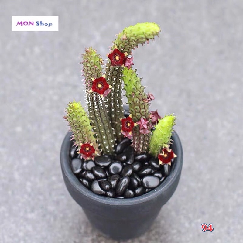 Xương rồng sao biển mẫu mới dễ thương