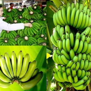 Cây chuối tiêu hồng