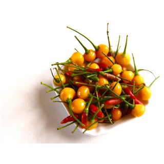 Chậu cây giống ớt Peru Aji Charapita giao cây khoẻ sinh trưởng tốt - Trang Flowers