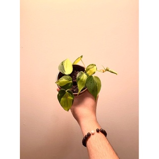 Trầu bà tim var/ Brazil Philodendron