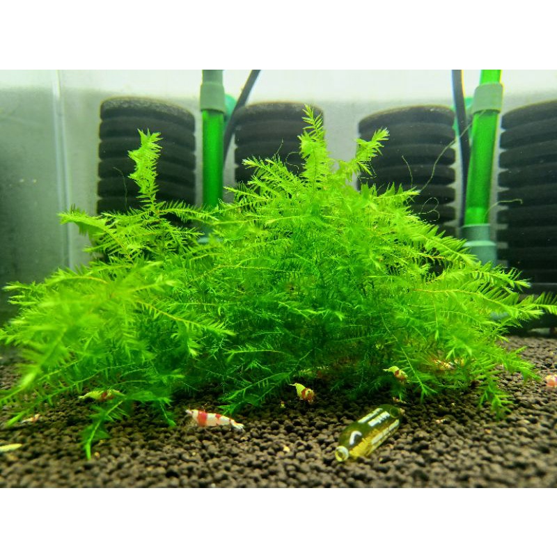 Bụi Rêu Willow Trang Trí Hồ Tép