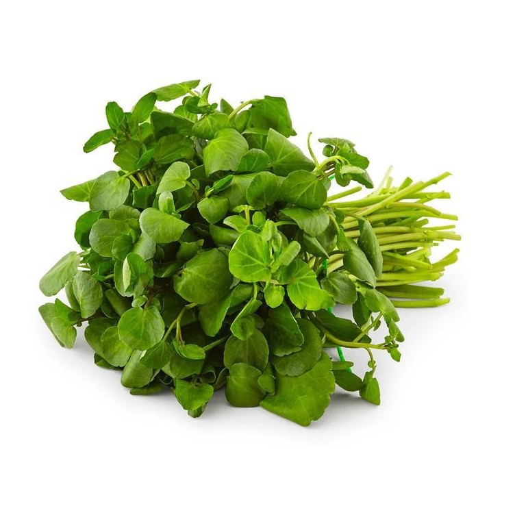 Hạt giống xà lách xoong mỹ chịu nhiệt năng suấ cao gói 0.5g giá rẻ
