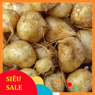 20g Hạt giống Củ Đậu Củ Sắn (tặng gói kích nẩy mầm và hướng dẫn) VIETPHAT