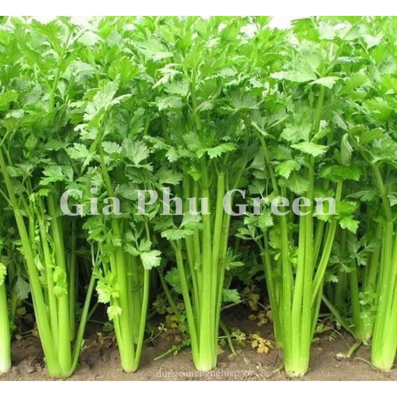 Hạt Giống Cần Tây - 3Gram