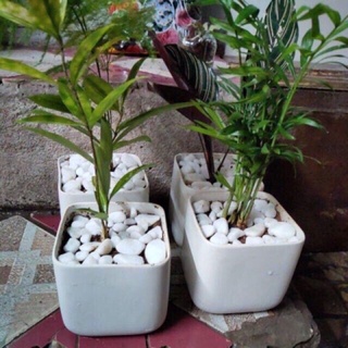 Sỏi đá trắng bỏ gốc cây, trang trí cây bon sai, bể cá, sân vườn