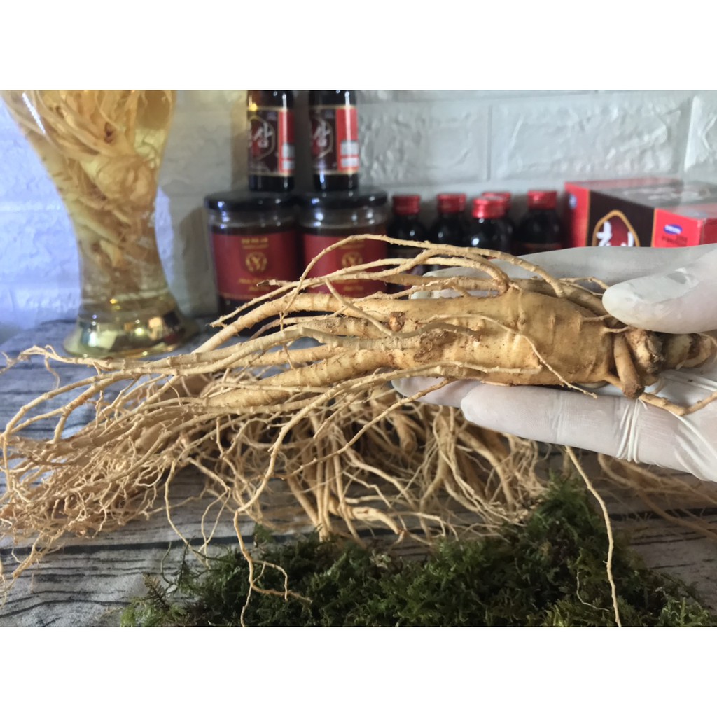 119K 1 CỦ SÂM TƯƠI HÀN QUỐC LOẠI TO 6 NĂM TUỔI