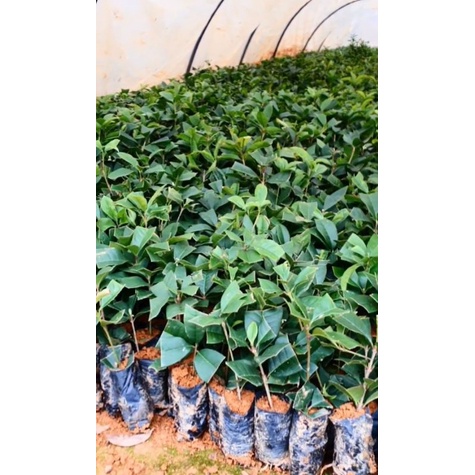 Mộc hương ta hoa vàng  cây giống ảnh thật