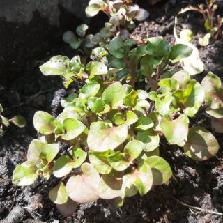 Rau xà lách xoong Nhật