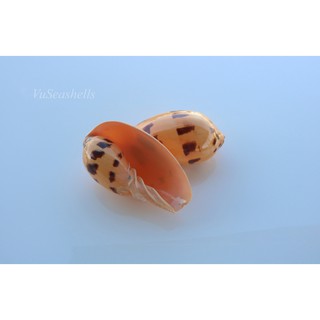 Vỏ Ốc Biển Tự Nhiên, Set 2 Vỏ Ốc Giác Vàng Nhỏ.