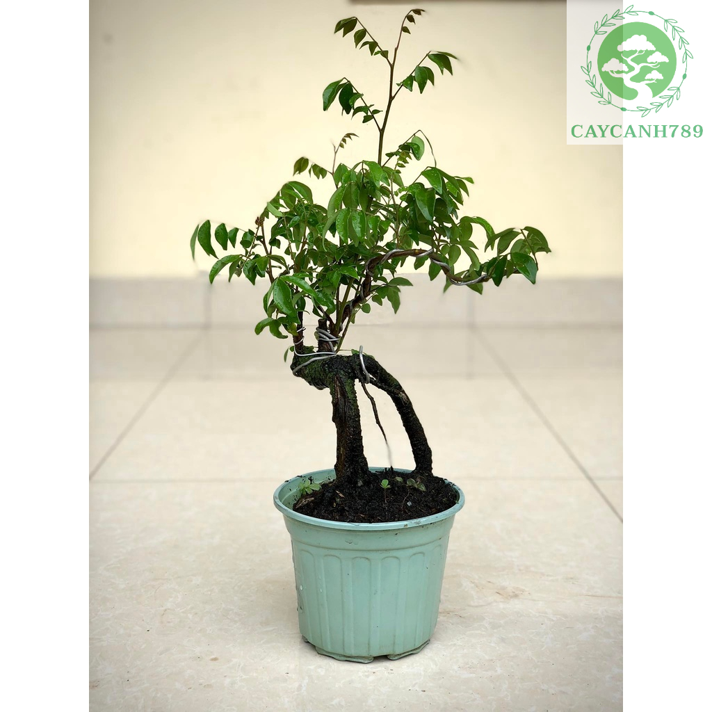 Cây khế bonsai siêu trái - ra hoa sau 6 tháng.