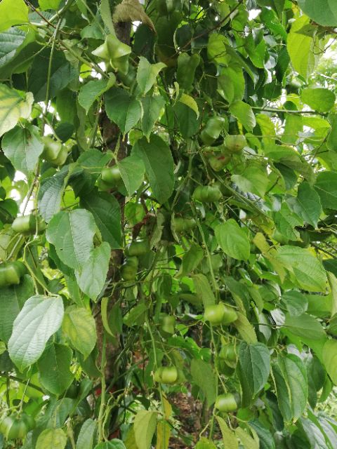 500g HẠT SACHI NHÂN SẤY CHỈ VIỆC ĂN