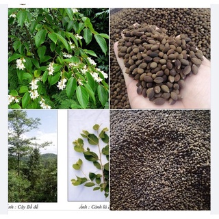 Hạt giống cây bồ đề lâm nghiệp kns108 - gói 100gram