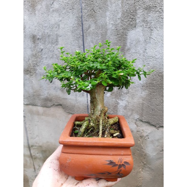 Sam hương GỐC GIÀ TẶNG CHẬU