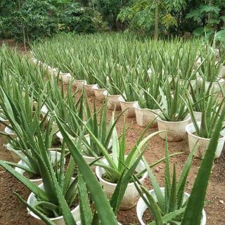 cây nha đam giống