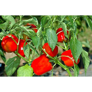 Hạt giống Ớt chuông