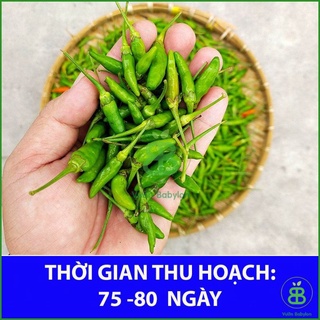Hạt Giống Ớt Xiêm