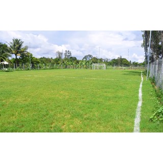 HẠT GIỐNG CỎ TRỒNG THẢM BERMUDA - 50Gr