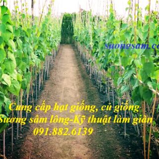 [Mua 2 tặng 1] GÓI 50 HẠT GIỐNG SƯƠNG SÂM LÔNG