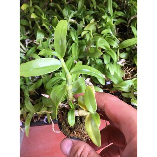Lan trầm rồng đỏ giống ( Den Nestor)