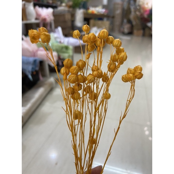 Hoa cỏ khô Flax trang trí, decor nhà cửa