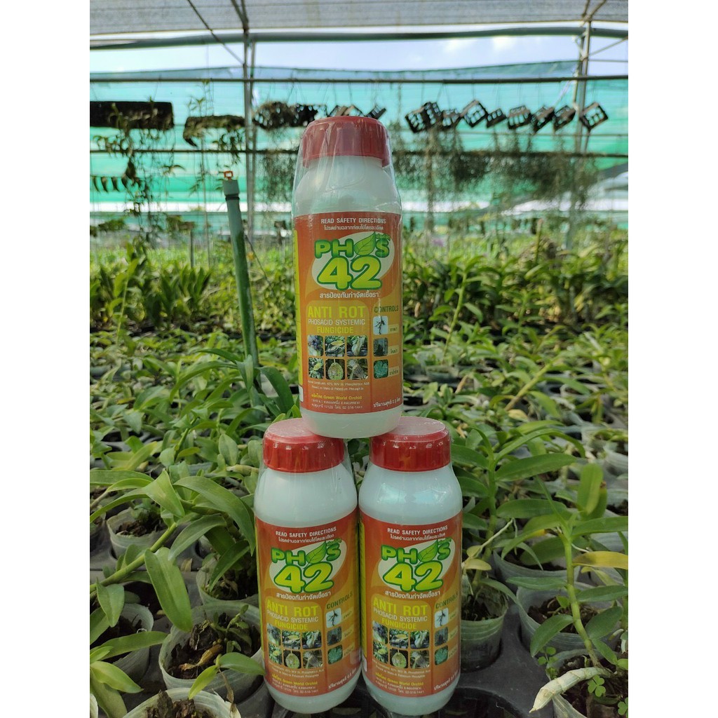 PHOS 42 Thái Lan Trị Nấm và Thối Rễ