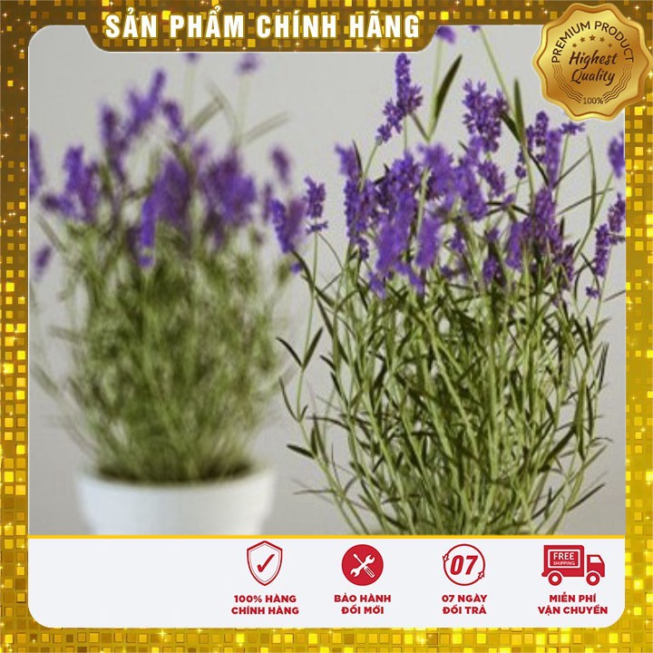 Hạt Giống Hoa Oải Hương tím ( Lavender) gói 50-100 hạt