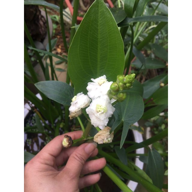 cây giống hoa bách thủy tiên kép nhài
