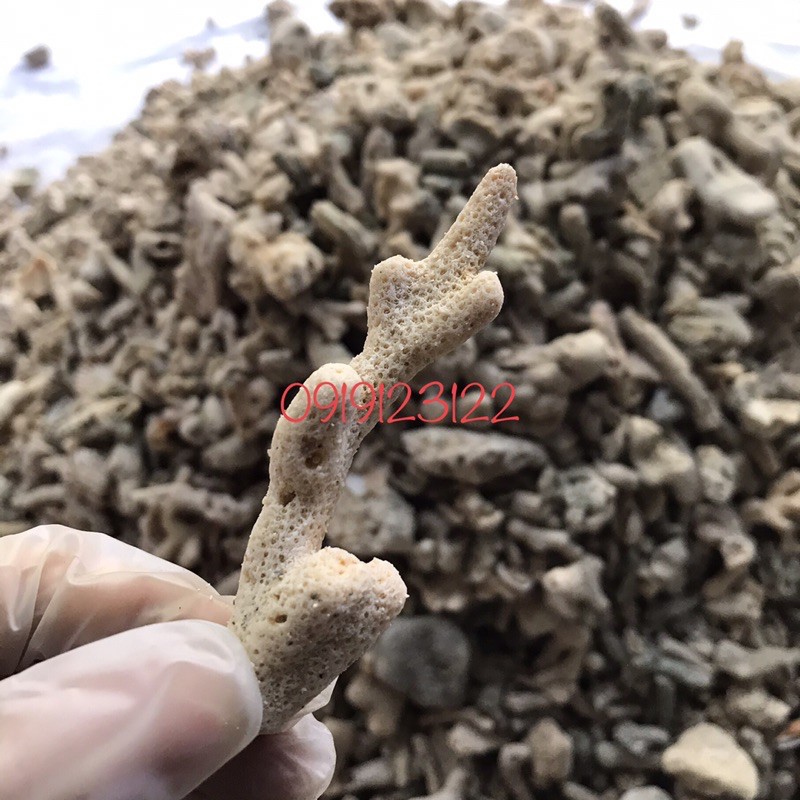 San hô vụn lọc nước cho hồ cá gói 1kg