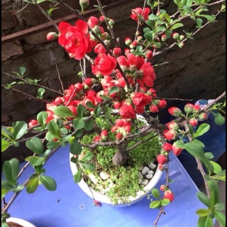 Cây mai đỏ đầu vụ