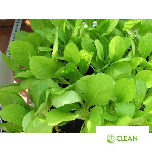 ⚡️HẠT GIỐNG RAU CẢI MƠ LÙN F1⚡️ GIỐNG CHỐNG CHỊU SÂU BỆNH SINH TRƯỞNG KHỎE