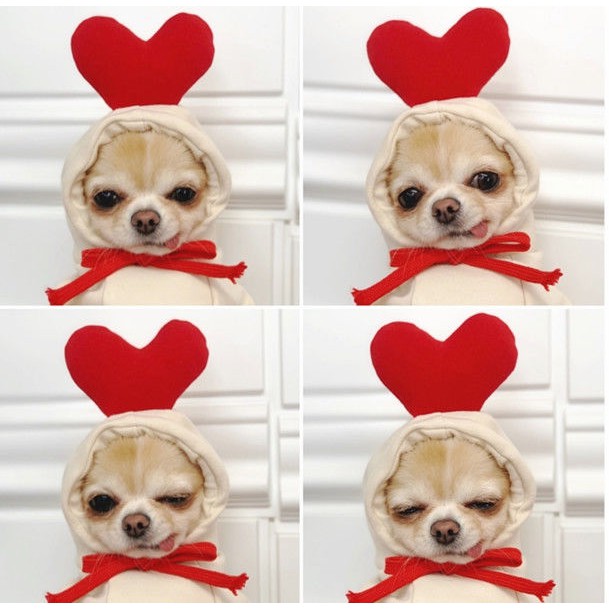 Áo hoodie cún cưng thiết kế họa tiết trái cây đáng yêu