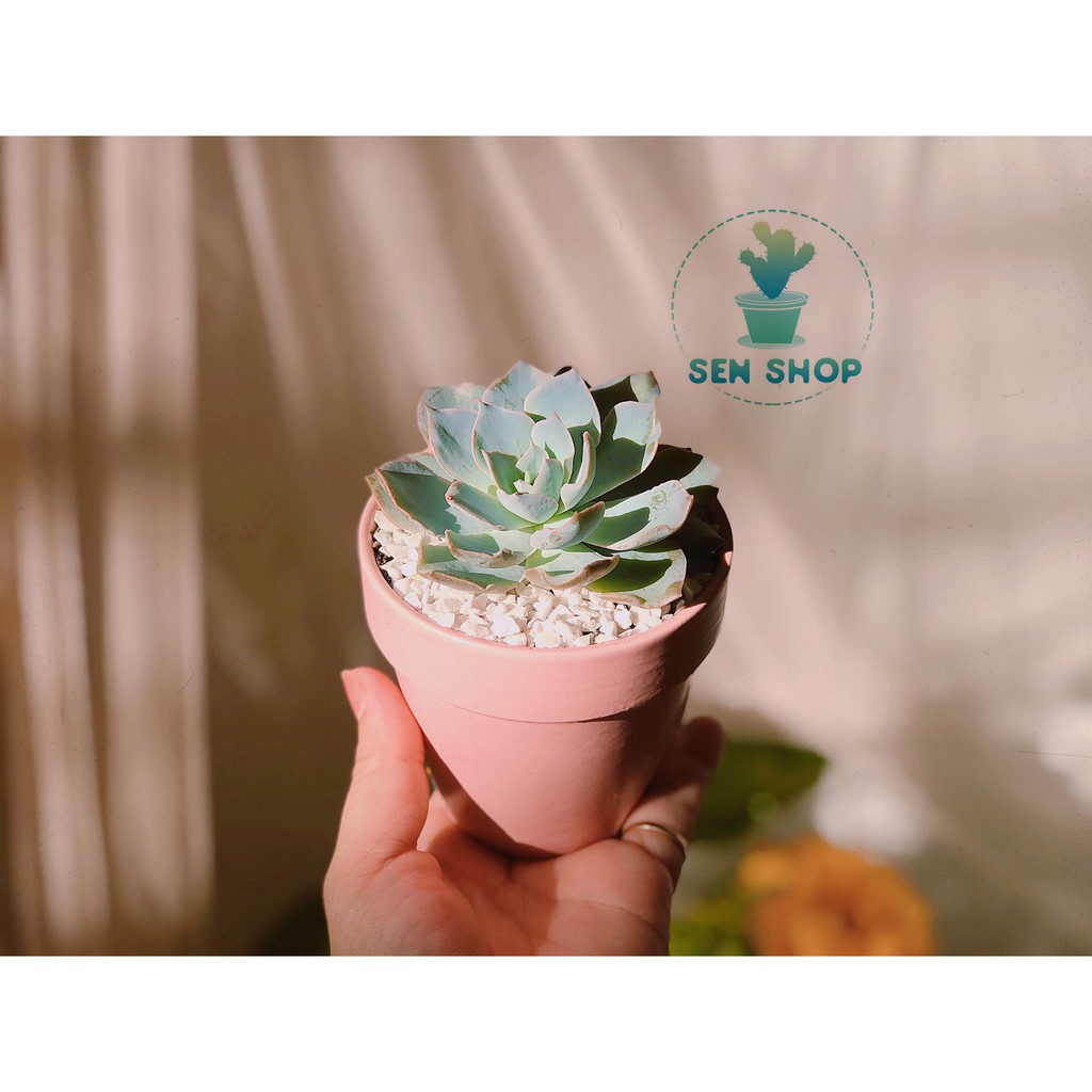 Sỏi trang trí chậu cây, bể cá .