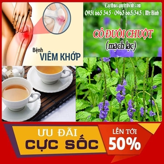 CHUẨN Cây Cỏ Đuôi Chuột ( Cây Mạch Lạc )