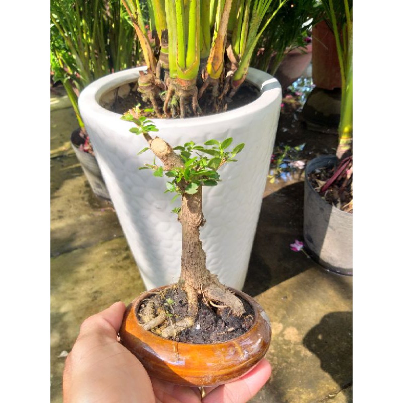 Bộ chậu cây Sam hương bonsai để bàn