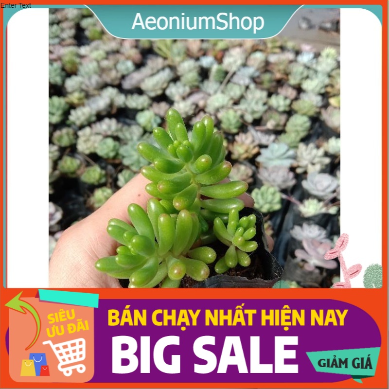 BÁN BUÔN GÌ TẦM NÀY, Sen Thạch Ngọc Xanh size mini 8x8 cm