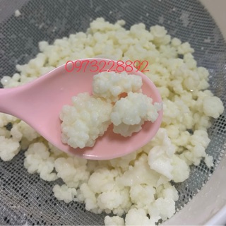 Nấm sữa kefir/Milk kefir