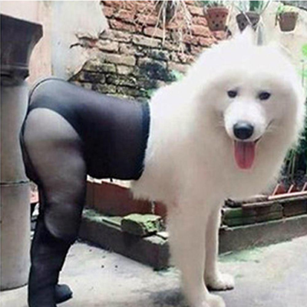 Quần Tất Cotton Co Dãn Cho Thú Cưng